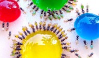 разноцветные муравьи
