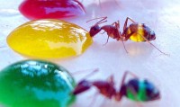 разноцветные муравьи