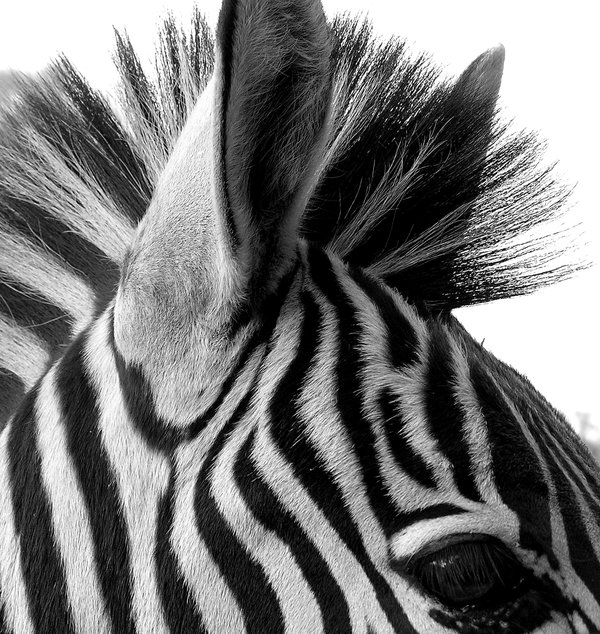 zebra_black_and_white_by_jenvanw