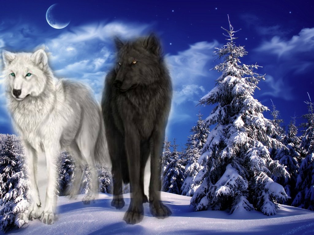 Два волка (белый и чёрный волк), притча « Логово Белой Волчицы