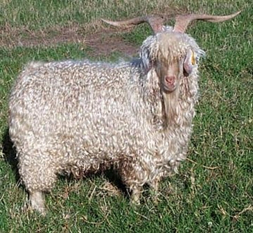 ангорская коза