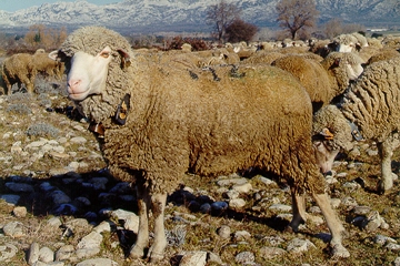 ангорские и кашемировые козы