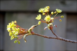 maple-tree-blossom