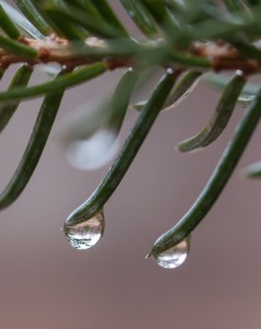 spruce-needle-drops