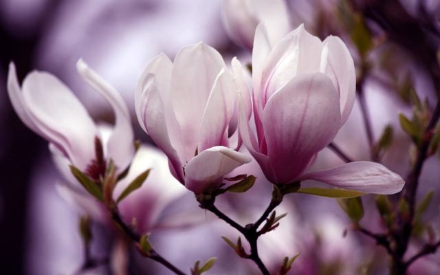 magnoliya_1920x1200