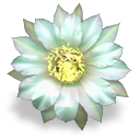 Flower (6)